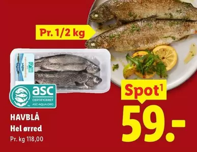 Havblå Hel ørred