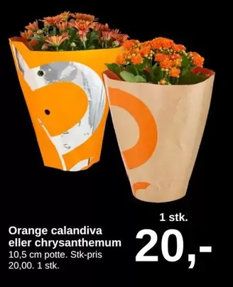 Orange - calandiva eller chrysanthemum