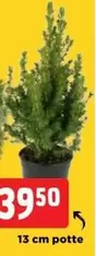 Plant