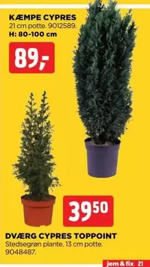 KÆMPE CYPRES 21 cm potte. 9012589, H: 80-100 cm
