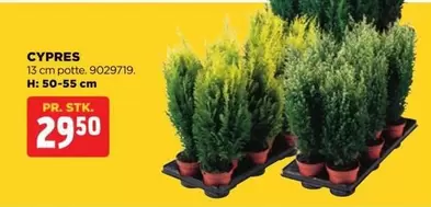 CYPRES 13 cm potte. 9029719. H: 50-55 cm