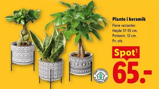 Keramik - Plante i keramik