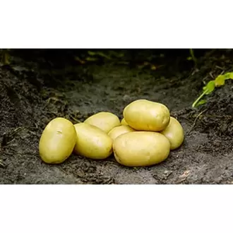 Ballerina læggekartoffel