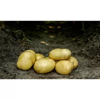 Bintje læggekartofler