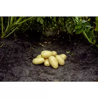 Gwenne læggekartoffel