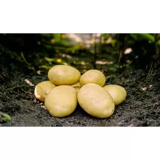 Folva læggekartofler