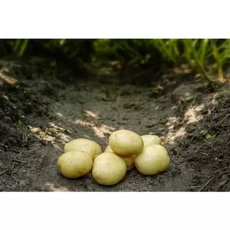 Solist læggekartoffel Øko