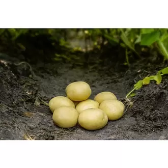 Maya læggekartoffel