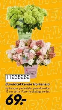 Hortensia - Bunddækkende