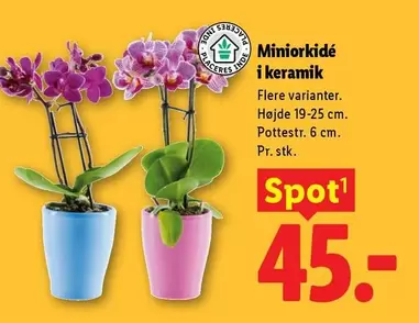 Keramik - Miniorchid
 i keramik