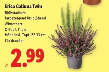 Erica Calluna Twin