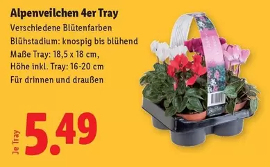 Alpenveilchen 4er Tray