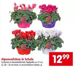 Alpenveilchen in Schale