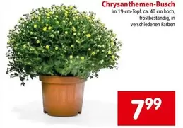 Chrysanthemen-Busch