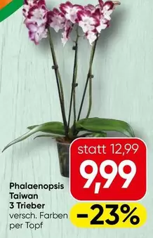Phalaenopsis Taiwan