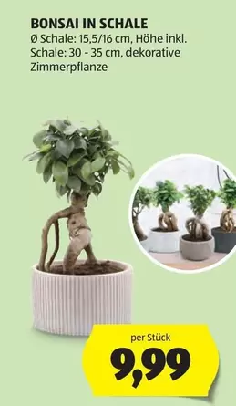 BONSAI IN SCHALE