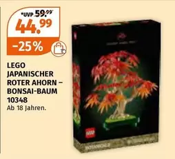 JAPANISCHER ROTER AHORN - BONSAI-BAUM 10348