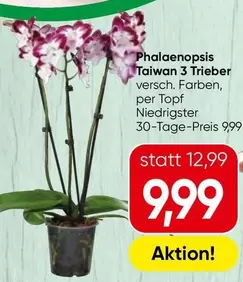 Phalaenopsis Taiwan 3 Trieber