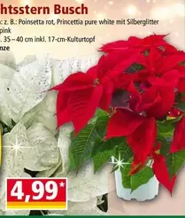 Pink - htsstern Busch