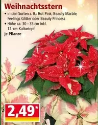 Pink - Weihnachtsstern