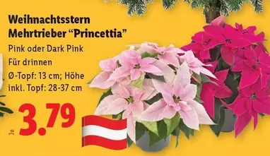 Pink - Weihnachtsstern Mehrtrieber "Princettia"