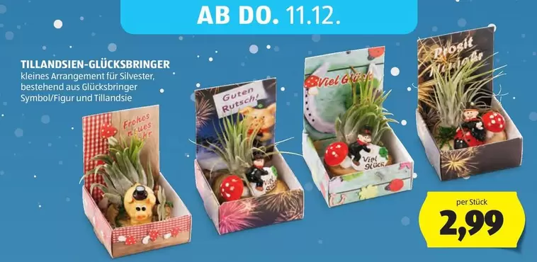 Glück - TILLANDSIEN-GLÜCKSBRINGER