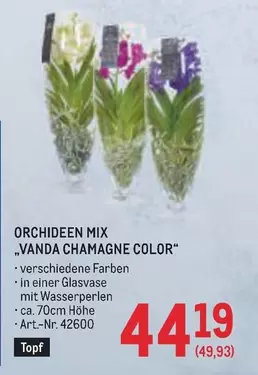 Mix - ORCHIDEEN MIX