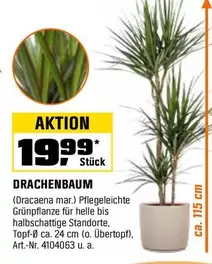 DRACHENBAUM