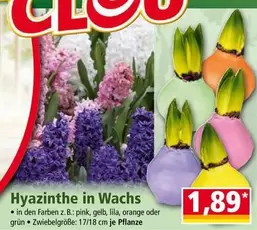 Pink - Hyazinthe in Wachs