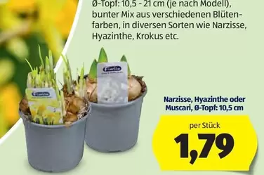 Mix - Narzisse, Hyazinthe oder Muscari