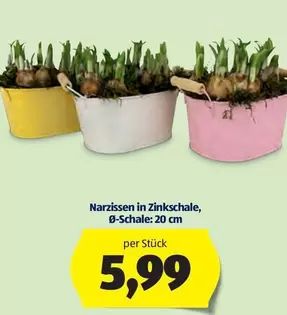 Narzissen in Zinkschale