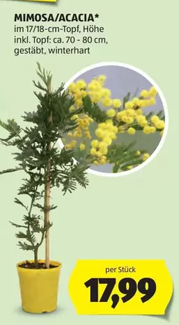 MIMOSA/ACACIA