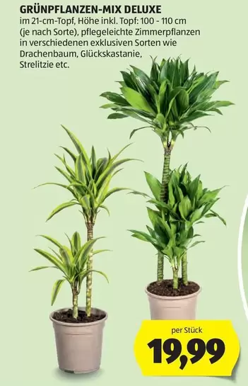 GRÜNPFLANZEN-MIX DELUXE