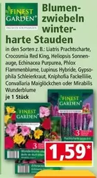 Sonnen - Blumenzwiebeln winterharte Stauden