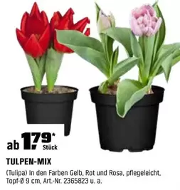 TULPEN-MIX
