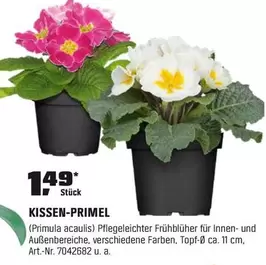 KISSEN-PRIMEL