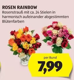 Rainbow - ROSEN RAINBOW