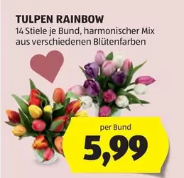 Rainbow - TULPEN RAINBOW