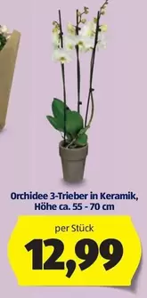 Orchidee 3-Trieber in Keramik