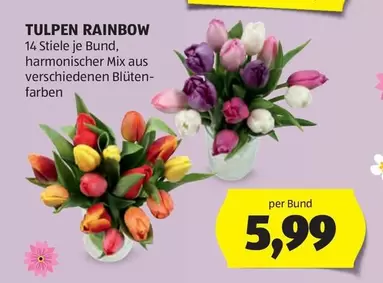 Rainbow - TULPEN RAINBOW