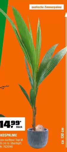 COS - Kokospalme