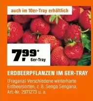 ERDBEERPFLANZEN IM GER-TRAY