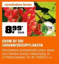 JOHANNISBEER-PFLANZEN