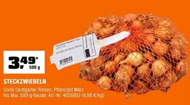 STECKZWIEBELN