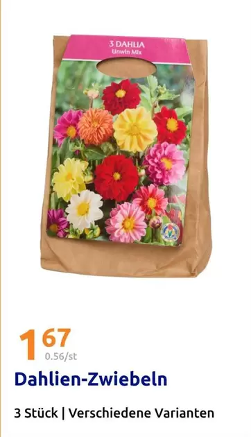 Mix - Dahlien-Zwiebeln