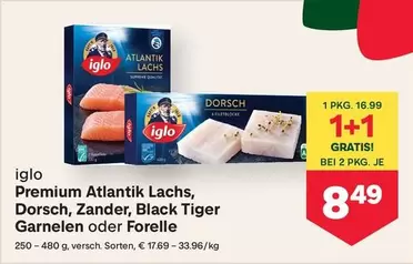 Zander - Premium Atlantik Lachs, Dorsch, , Black Tiger Garnelen oder Forelle