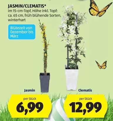 Clematis - JASMIN/CLEMATIS