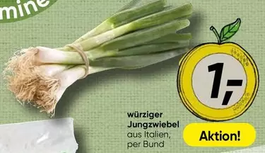 würziger Jungzwiebel
