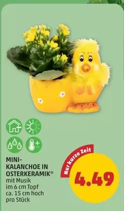 MINI-KALANCHOE IN OSTERKERAMIK® MIT MUSIK