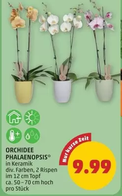 ORCHIDEE PHALAENOPSIS